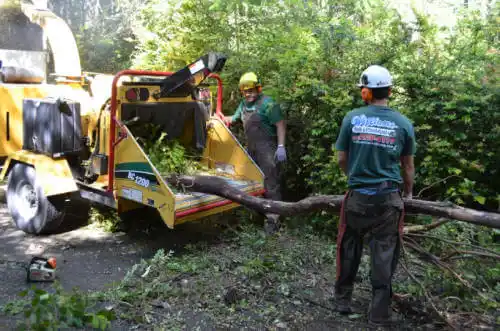 tree services Douglas